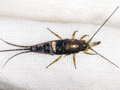 Petrobius sp.